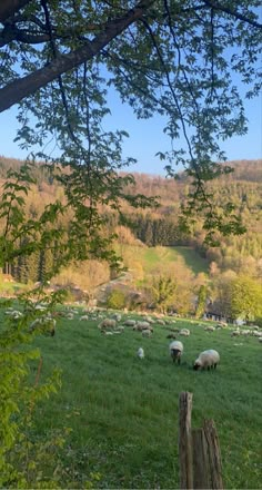 sheep graze in a field on a hillside overlooking a valley with trees and rolling hills