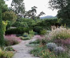 a garden with lots of plants and trees