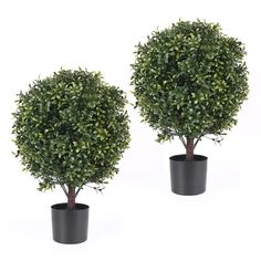 two potted plants are shown side by side