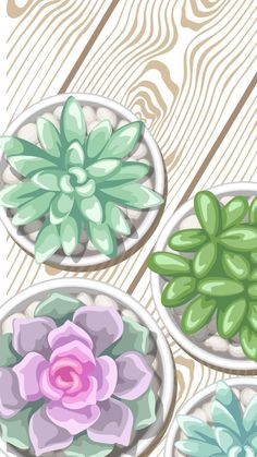 three different types of succulent plants in bowls