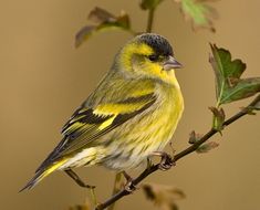 a yellow and black bird sitting on top of a tree branch next to green leaves