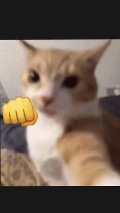 an orange and white cat holding up a yellow hand sign in front of it's face