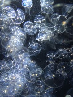 many jellyfish are floating in the water together