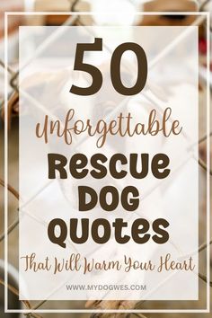 a dog in a cage with the words 50 unforgettable rescue dog quotes that will