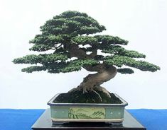 a bonsai tree in a ceramic pot on a table