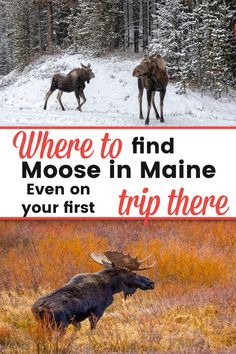 two moose in the snow with text where to find moose in maine even on your first trip