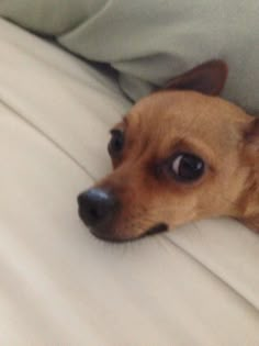 a small brown dog laying on top of a bed next to white sheets and pillows