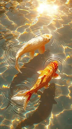 two koi fish swimming in the water with sunlight reflecting on it's surface