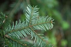 Christmas Pine Premium Fragrance Oil Hosting Holiday Party, Fir Needles, Frasier Fir, Candle Fragrance Oil, Fraser Fir, Candle Supplies, Soap Making Supplies, Body Powder, Pink Sugar