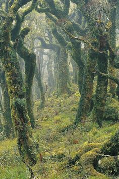 an image of mossy trees in the woods