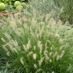 some very pretty plants in a big grassy field