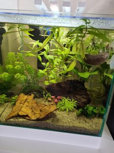 an aquarium with plants and rocks in it