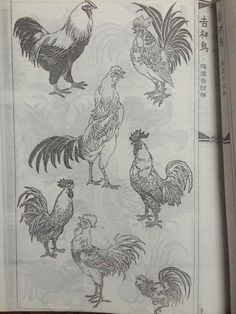 an open book with drawings of roosters and hens on it's pages