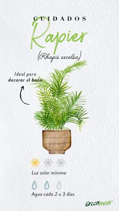 a watercolor drawing of a potted plant with the caption's description