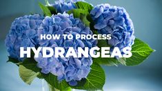 blue flowers in a vase with the words how to process hydrangeas