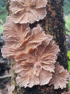 mushrooms growing on the bark of a tree