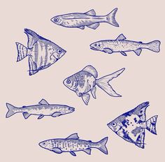 six different types of fish are shown in blue ink on a light pink paper background