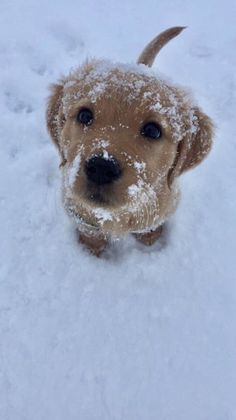 a small brown dog standing in the snow with it's head turned towards the camera