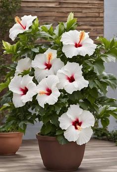 white and red flowers in a pot on a table