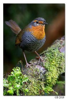 a small bird is perched on a mossy branch