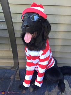 a black dog wearing a red and white striped shirt with sunglasses on it's head