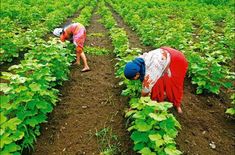 two people picking plants in the middle of a field