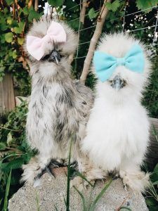 two chickens with bow ties on their heads