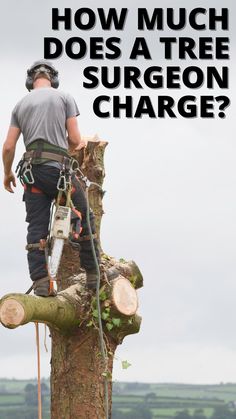 a man standing on top of a tree with the words how much does a tree surgeon charge?