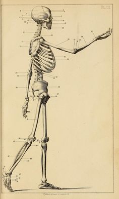 a diagram of the human body and its skeletal systems, including the arm, shoulder, and foot