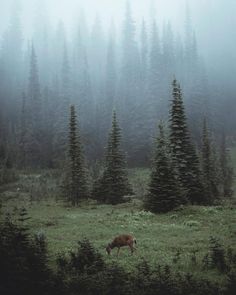 a deer grazing in the middle of a field surrounded by pine trees on a foggy day