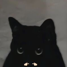 a black cat is staring at the camera with an odd look on its face and nose