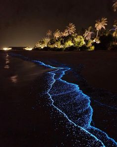 the beach is lit up with blue lights and palm trees in the background at night