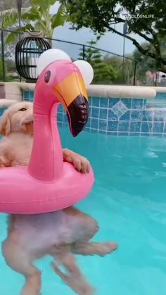 a pink flamingo floating on top of a pool with a person swimming in it