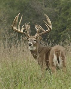 a deer with antlers standing in tall grass