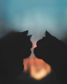 two cats are facing each other in front of a blurry background