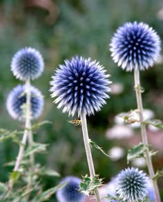 some blue flowers are in the middle of a field with grass and other plants behind them