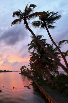 palm trees line the shoreline as the sun sets