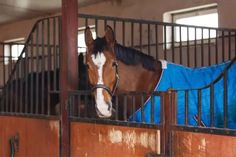 a brown horse wearing a blue blanket standing next to a gate