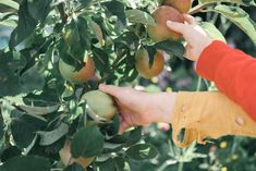 a person is picking apples from a tree