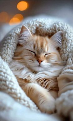 an orange and white cat sleeping in a blanket