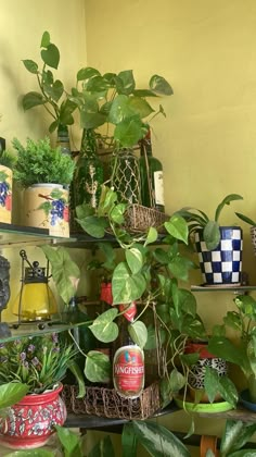 several plants are on shelves in a room