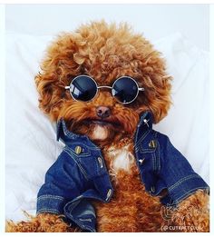 a dog wearing sunglasses and denim jacket sitting on top of a white sheet covered bed