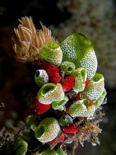 some green and red plants with white flowers on it's stems, in the water