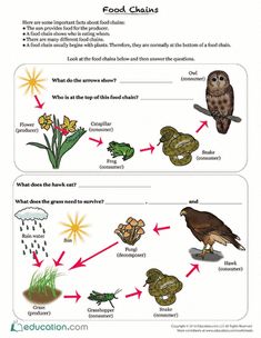 food chains worksheet with pictures of animals, plants and other things in it