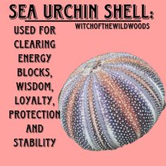 an image of a sea urchin shell with words describing the different types of shells