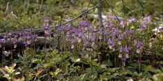 purple flowers growing out of the ground next to a tree and grass covered forest floor