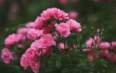 pink flowers are blooming in the garden