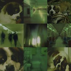 there is a collage of pictures with dogs and people in the train car together