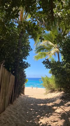 a sandy path leading to the beach with palm trees