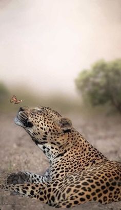 a cheetah laying on the ground with a butterfly in its mouth